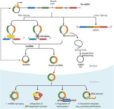 The Regulation Network and Clinical Significance of Circular RNAs in Breast Cancer